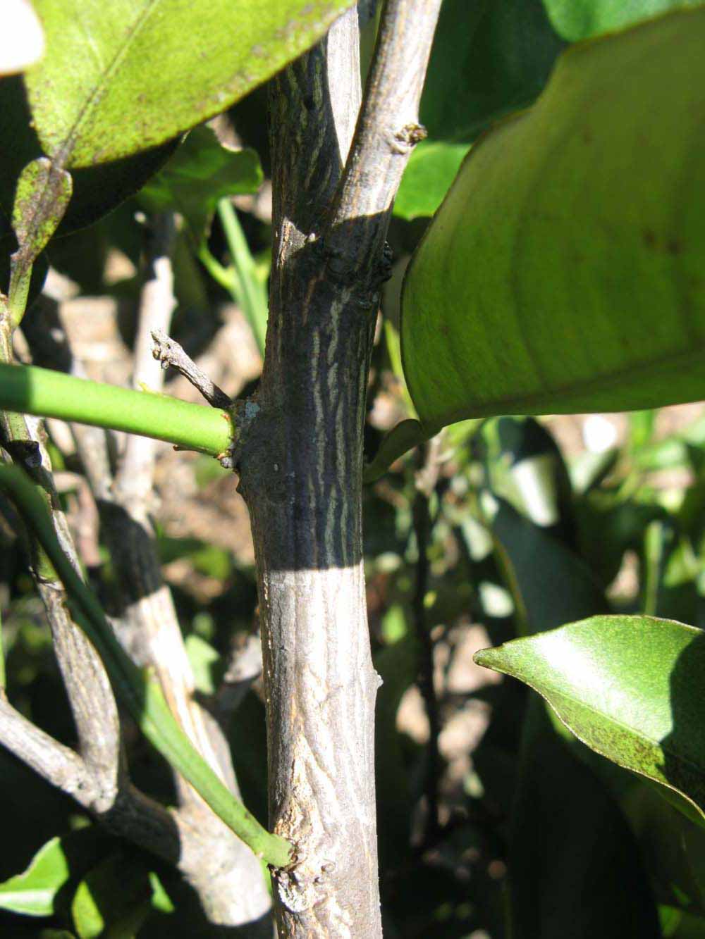              Second - third year twig (Winter Haven, FL)       